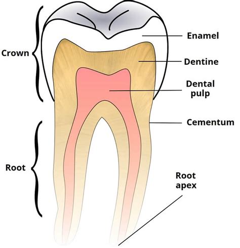 Internal Structure Of The Tooth Drawing Steps