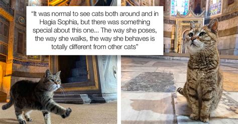 Then every year of human is equal to 4 cat years. Cat Has Been Living In The Hagia Sophia, Istanbul, For 16 ...