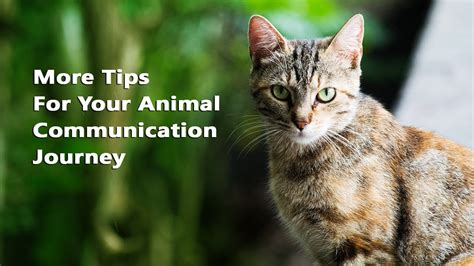 Animal Communication Basics More Tips For Your Communication Journey