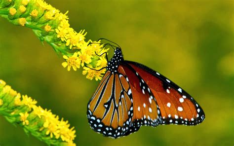 Cerita bunga dan kupu kupu dongeng anak terbaru cerita dan. WALLPAPER ANDROID - IPHONE: Wallpaper Kupu Kupu Cantik