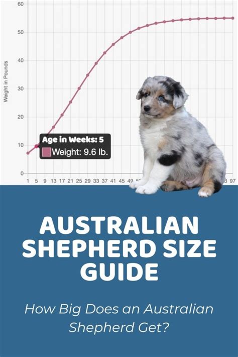 Miniature Australian Shepherd Size Chart