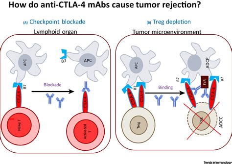 How Does An Anti Ctla 4 Antibody Promote Cancer Immunity Trends In