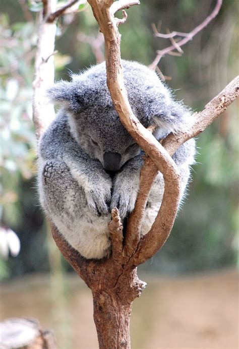 A Koala Bear Sitting In A Tree With Its Head On Top Of The Branch