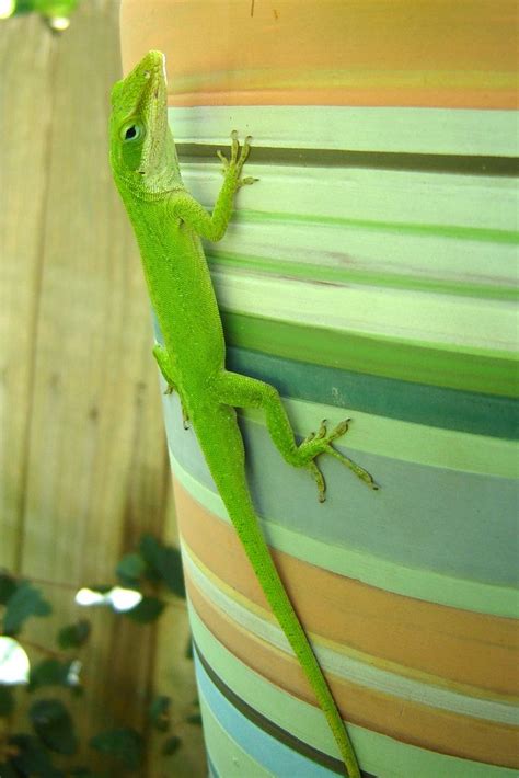 Pet Lizards And Care