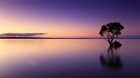 Download Wallpaper 1366x768 Sunset Tree Lake Sky Water Evening