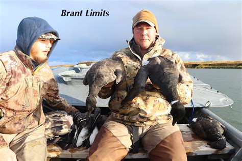 Black Brant Hunting Alaska Duck Hunting King Eider Hunting