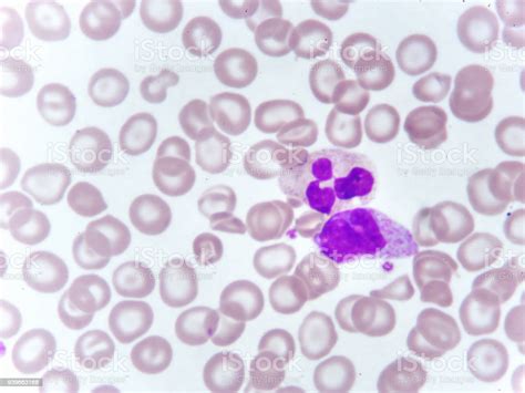 Neutrophil And Monocyte Cell Stock Photo Download Image Now