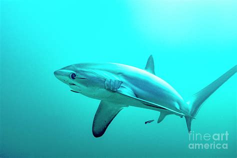 Thresher Shark With Blue Streaked Cleaner Wrasse Photograph By Louise