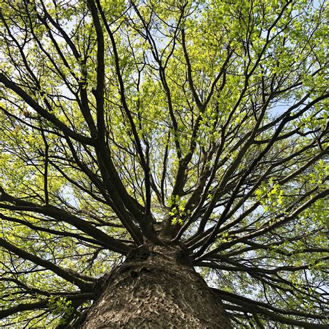 Pin Oak Tree For Sale At The Grass Pad