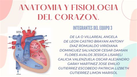 Anatomia Y Fisiologia Del Corazon Diapositivas De Anatomía Aplicada