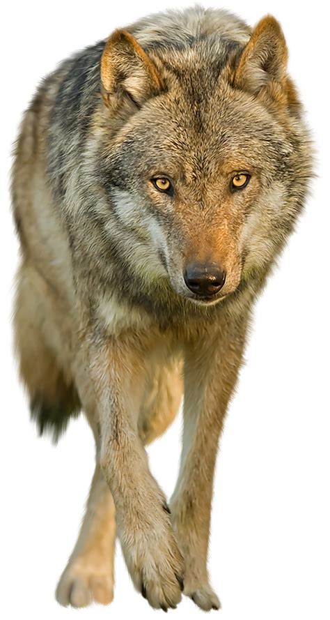 Transparent Background Wolves Png Wolf Png Image Purepng Free 17812