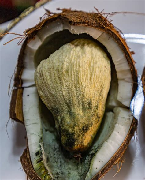 Inside A Germinating Coconut Fruit Off White Pear Shaped Structure