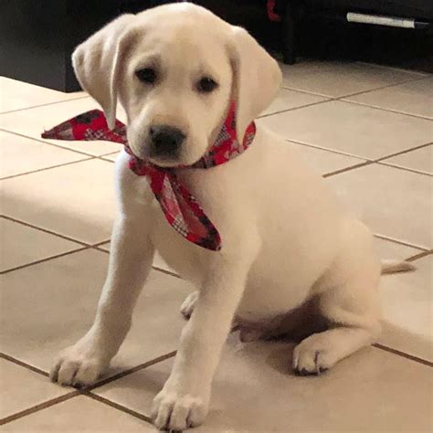 Labrador retrievers come in colors of. White Lab Puppies - Top Dawgs