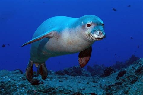 10 Endangered Ocean Species And Marine Animals