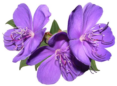 Purple Flowers Png Free Download Png Arts