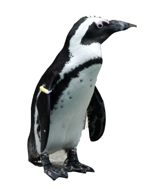 Penguin Png Image Transparent Image Download Size 662