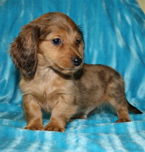 Despite its size, the dachshund tends to be quite protective and alert, so the breed can also make an. Dachshund Breeder North Carolina English Cream Dachshunds
