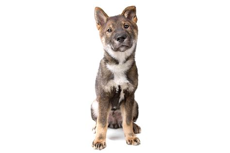 Shikoku Dog Breed Information American Kennel Club