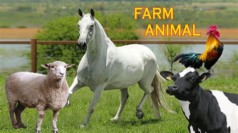 Animais Da Fazenda Nome E Som Dos Animais Da Fazenda Youtube