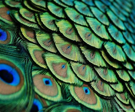 Beautiful Peacock Feathers Wallpaper Download Peacock Hd Wallpaper