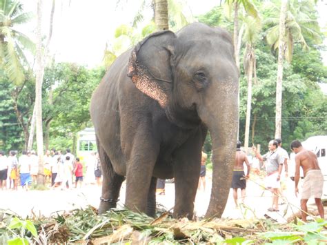 Wallpapers Name Elephants In Kerala