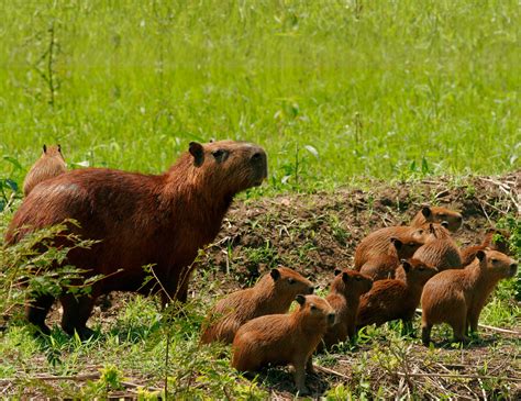Largest Rodent In The World Capybara Facts Dk Find Out