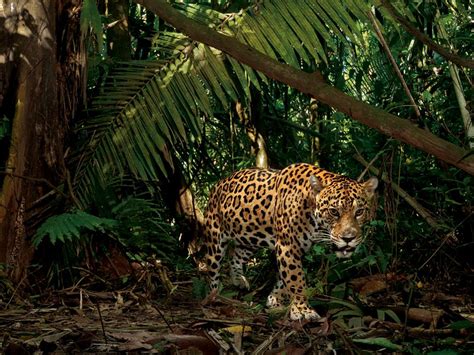 Young jaguars learn to hunt by living with their mothers for two years or more. Interesting facts about jaguars | Just Fun Facts
