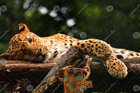 Bengal Tiger Resting On A Wooden Structure With Green Moss From Inside