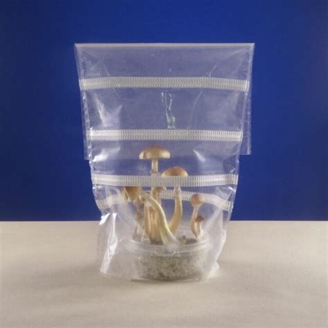 Magic Mushroom Grow Kit Shrooma X Kit Wholecelium