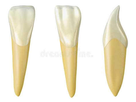 Permanent Lower First Molar Tooth 3d Illustration Of The Anatomy Of