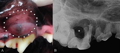 The Canine Furcation Cyst A Newly Defined Odontogenic Cyst In Dogs 20