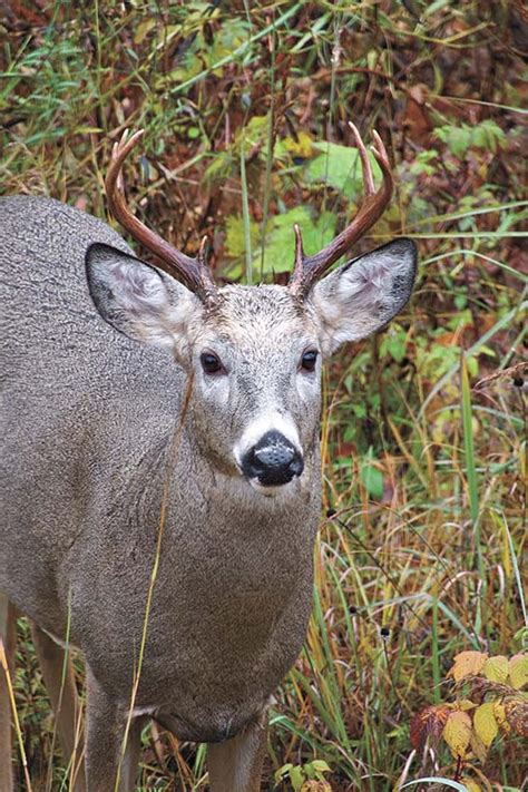 Studies Find Evidence Of Covid 19 In Michigan Deer News Sports Jobs