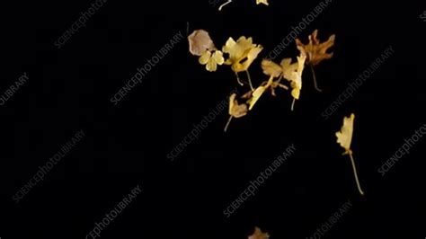 Autumn Leaves Falling Slow Motion Stock Video Clip K0070805
