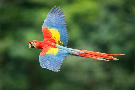 Ara Macao Scarlet Macaw By Petr Simon