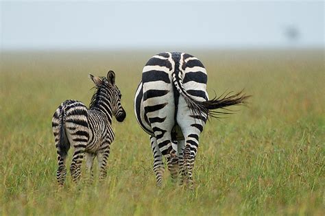 Mother And Baby Zebra Grazing In The Rain Sean Crane Photography