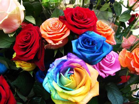 Banco De Imágenes Gratis Rosas De Colores Para Compartir En Facebook