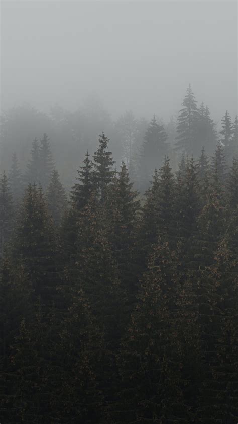 A Foggy Forest Filled With Lots Of Trees Photo Free Outdoors Image On