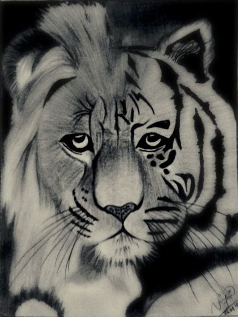 Half Lion And Tiger Dengan Gambar Sketsa Lukisan
