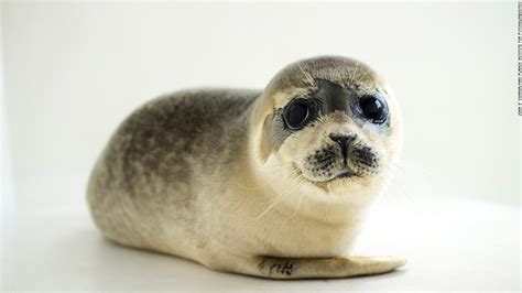 Baby Seals Change Their Voices To Be Understood Study Finds Cnn