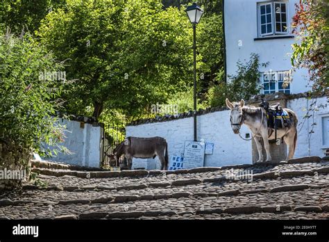 Two Donkeys In The Picturesque Coastal Village Of Clovelly North Devon