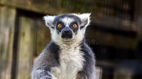 Portrait Of A Ring Tailed Lemur Making Eye Contact Stock Photo Image