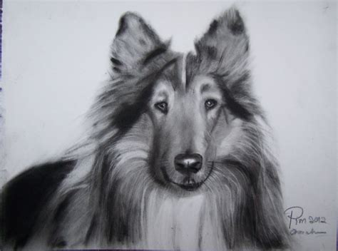 Dog Original Charcoal Drawing 85 X 11 Other For Sale By Oranootpim
