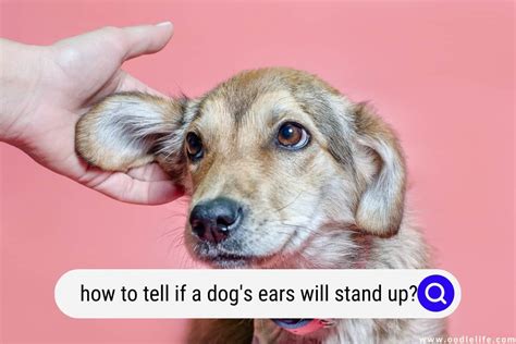 How To Tell If A Dogs Ears Will Stand Up When Do Puppy Ears Stand Up
