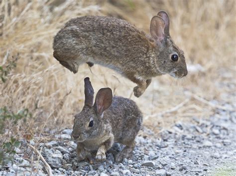 Leaping Brush Rabbit | Shutterbug