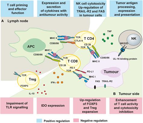 Frontiers Targeting Epigenetic Processes In Photodynamic Therapy