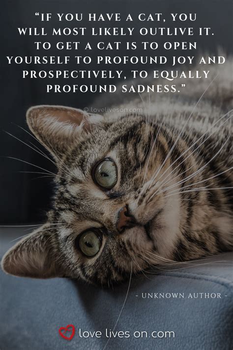 50 Beautiful Loss Of Pet Quotes Pet Quotes Cat Cats Pet Quotes Dog