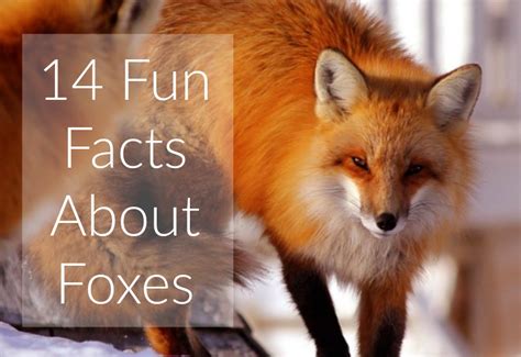 14 Fun Facts About Foxes Jenny At Dapperhouse