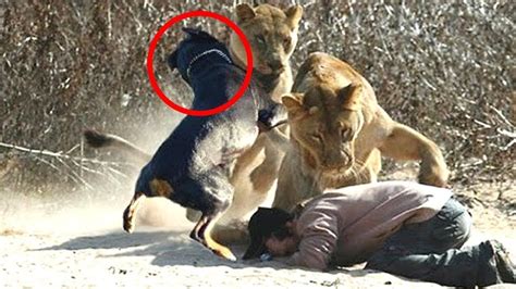 10 Wild Animals That Saved Human Lives Youtube