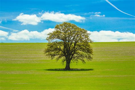 Free Images Landscape Tree Nature Horizon Sky Field Lawn