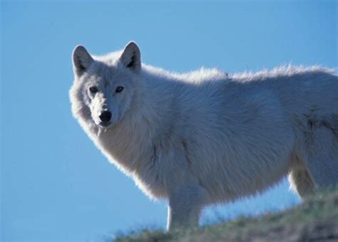 Search for the Legendary Tundra Wolves